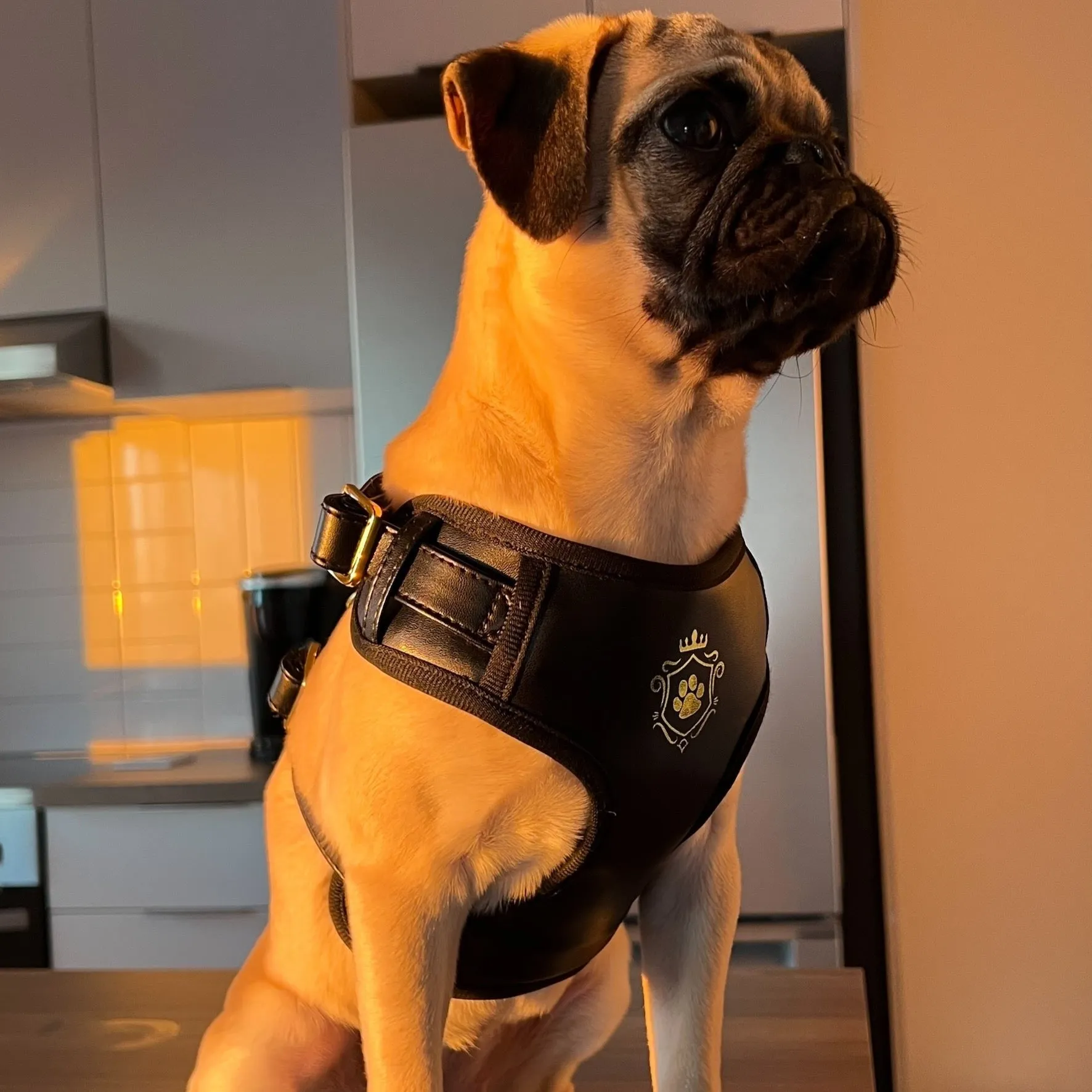 Dark Knight Gold Harness