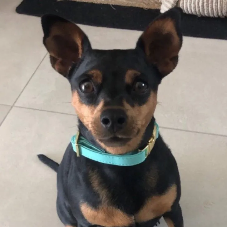 Tropical Green Collar