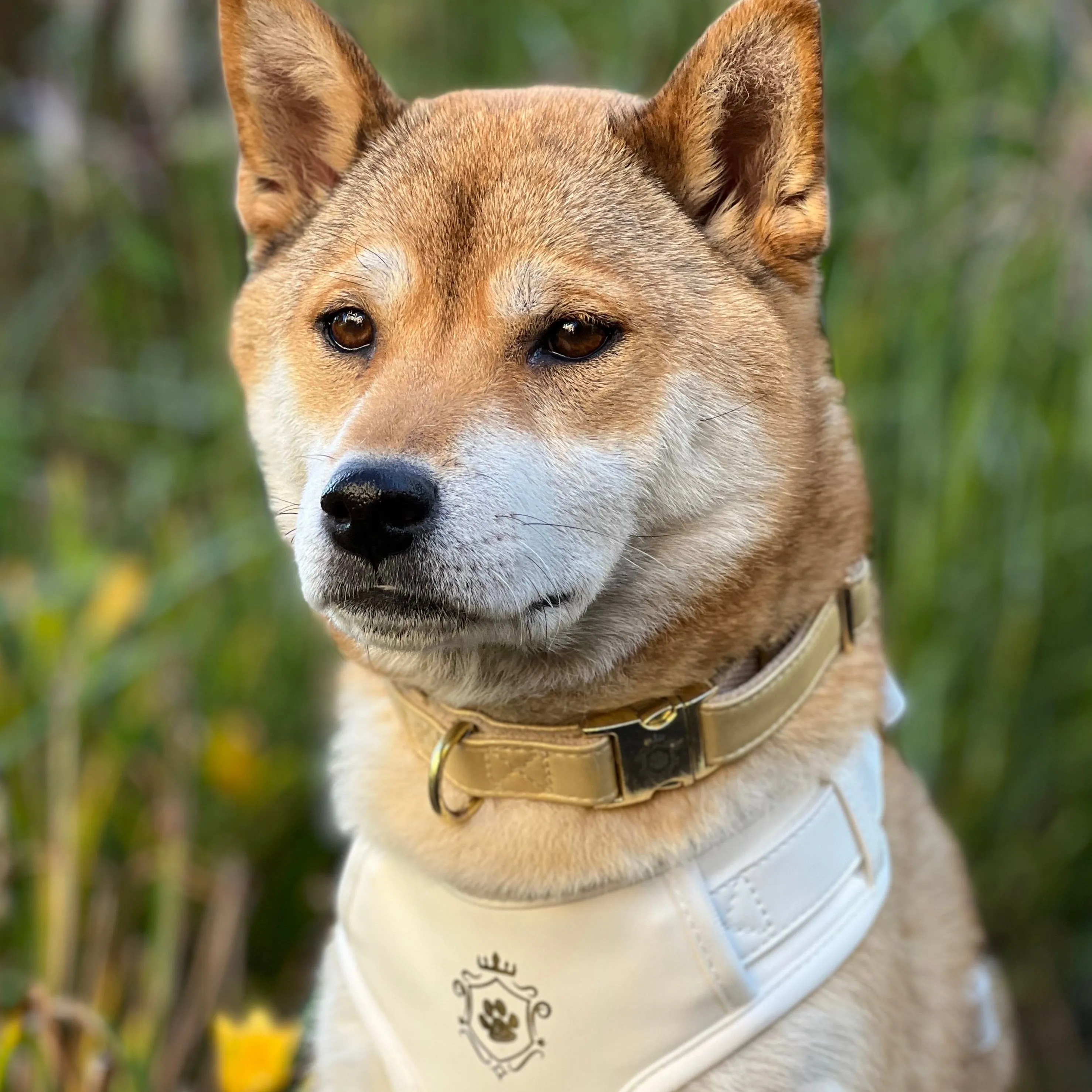 White Pearl Harness