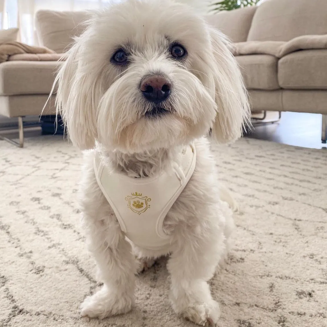 White Pearl Harness