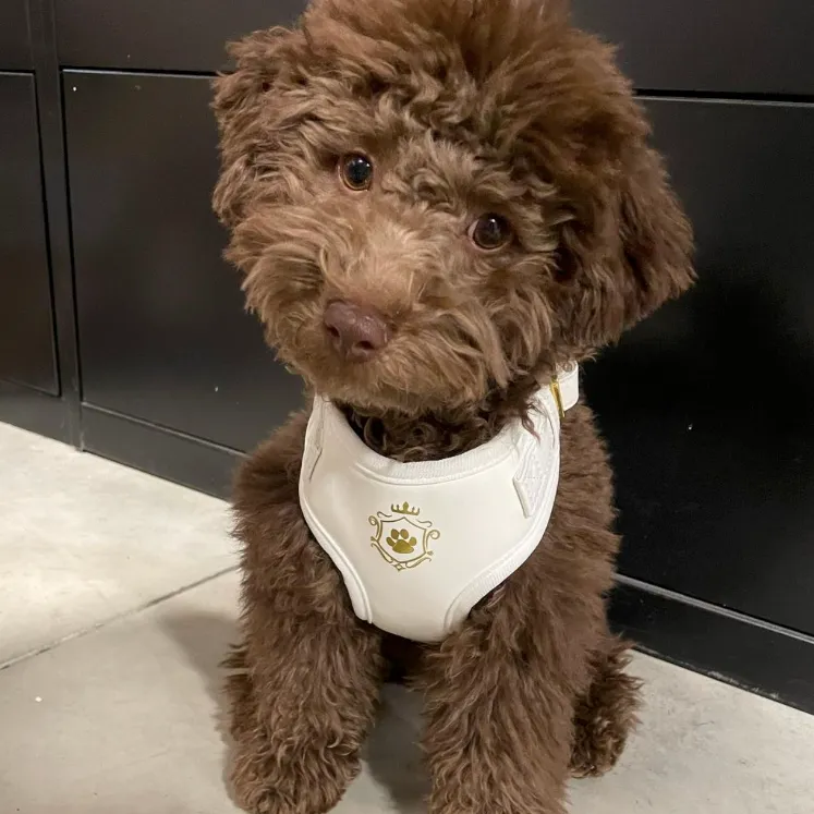 White Pearl Harness